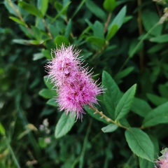 Spiraea salicifolia