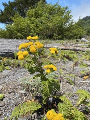 Tanacetum bipinnatum