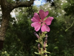 Malva olbia