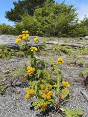 Tanacetum bipinnatum