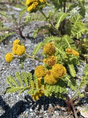 Tanacetum bipinnatum