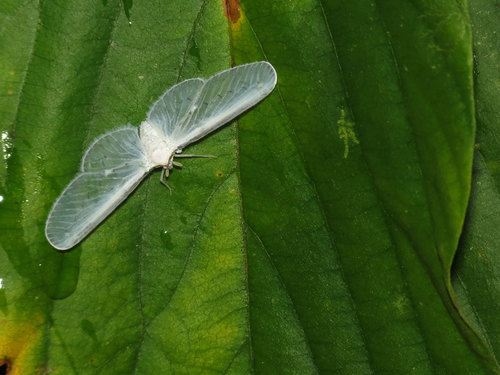 Derbidae