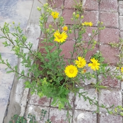 Heterotheca inuloides