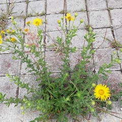 Heterotheca inuloides