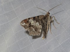 Macaria granitata