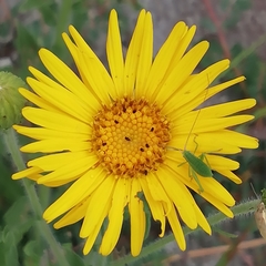 Heterotheca inuloides