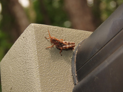 Melanoplus punctulatus