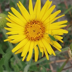 Heterotheca inuloides