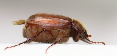 Phyllophaga