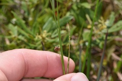 Rhynchospora globularis pinetorum