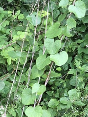 Aristolochia tomentosa