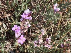 Limoniastrum monopetalum