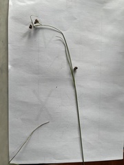 Rhynchospora globularis pinetorum