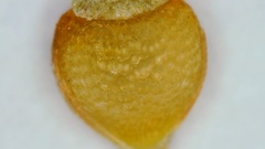 Rhynchospora globularis pinetorum