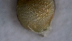 Rhynchospora globularis pinetorum