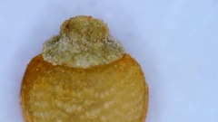 Rhynchospora globularis pinetorum