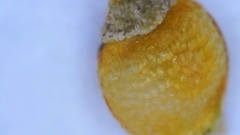 Rhynchospora globularis pinetorum