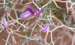 Rhinotropis subspinosa