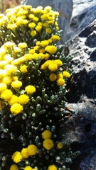 Helichrysum parvifolium