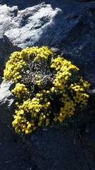 Helichrysum parvifolium