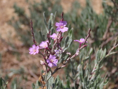 Limoniastrum monopetalum