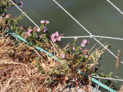 Frankenia boissieri