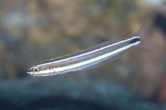 Bluestriped Fangblenny photo 2