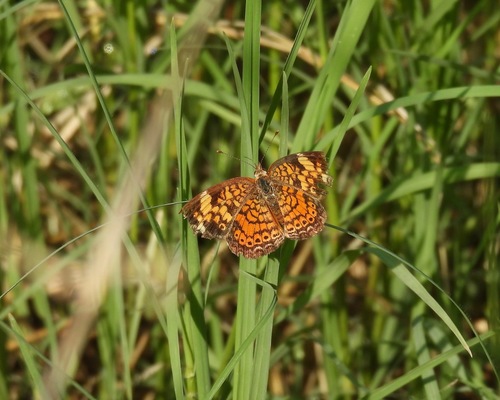 Pearl Crescent photographed in New Mexico
