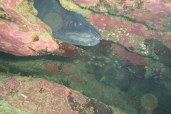 Conger verreauxi