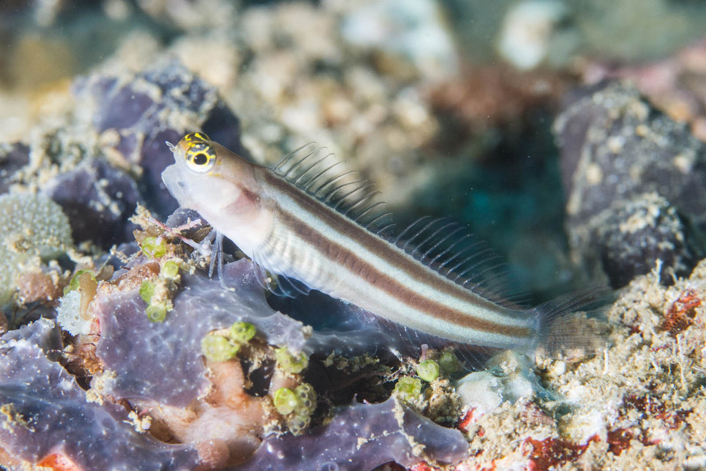 Striped Coralblenny