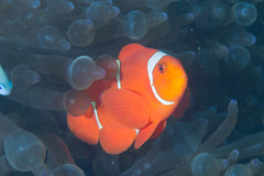 Amphiprion biaculeatus
