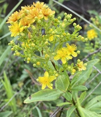 Hypericum lobocarpum