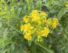 Hypericum lobocarpum