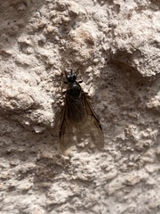 Liometopum apiculatum