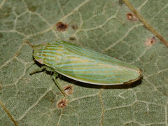 Cicadellidae