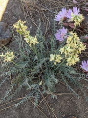 Astragalus reventiformis