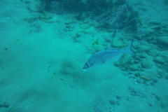 Latridopsis ciliaris