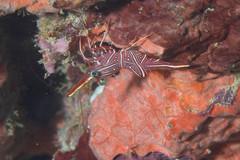 Rhynchocinetes durbanensis