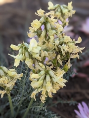 Astragalus reventiformis