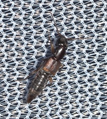 Achenomorphus corticinus