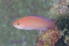 Pseudanthias rubrizonatus