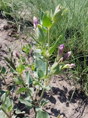 Mirabilis multiflora