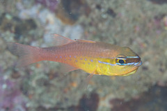 Ostorhinchus apogonoides