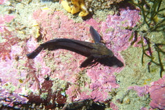 Banded Triplefin photo 3