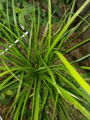 Carex pedunculata