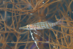 Oxycirrhites typus