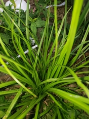 Carex pedunculata