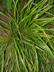 Carex pedunculata