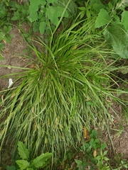 Carex pedunculata