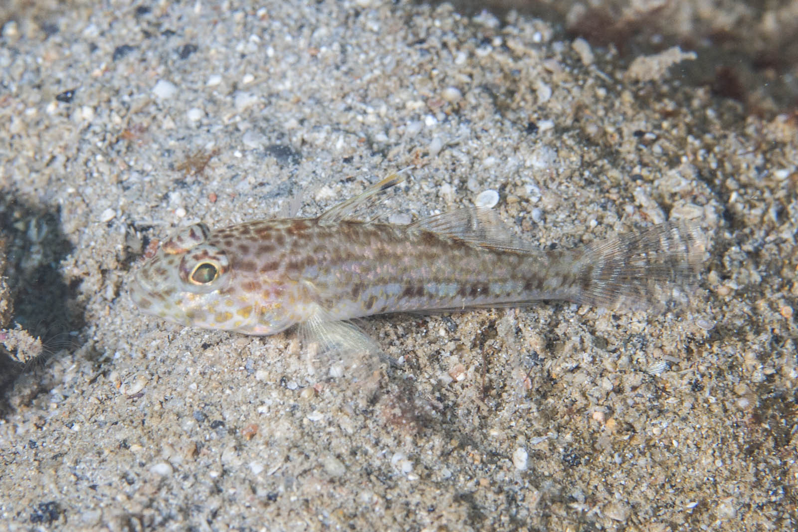 Double-Fin Cheek-Hook Goby photo 3